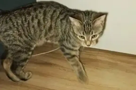 Потерянные животные Шадринск, фото: Пропала кошка, ул. Розы Люксембург, 21