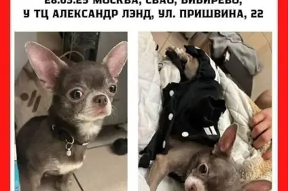 Найдена собака, Москва, фото: Собака найдена: ул. Пришвина, 22, Москва