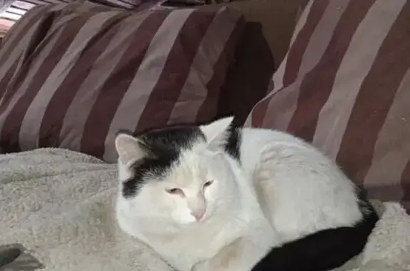 Кошка найдена: Балтийская 14, Петрозаводск