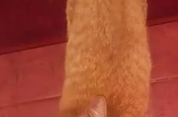 Найдена кошка, Астрахань, фото: Найден рыжий котик, Вокзальная ул., Астрахань