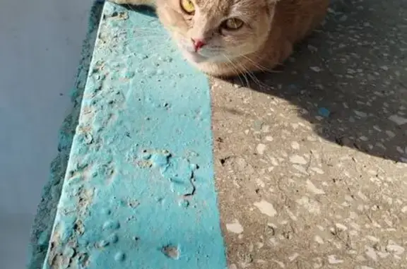 Кошка найдена, Космическая 9, Кемерово