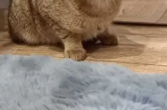 Найдена кошка, Борисоглебск, фото: Кошка у дома, ул. 217-й Стрелковой, 118