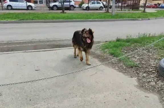 Собака найдена: ул. Репина, 5, Краснодар
