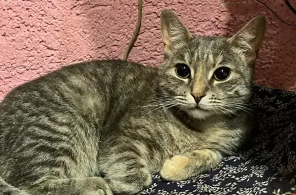 Найдена кошка, Серпухов, фото: Кошка найдена на ул. Космонавтов, Серпухов