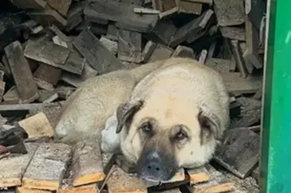 Пропала собака, ул. Гагарина 13, Лабытнанги