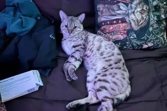 Кошки потеряшки, Лесколовское сельское поселение, фото: Потеряшка кошка, Южная дорога, Лесколово