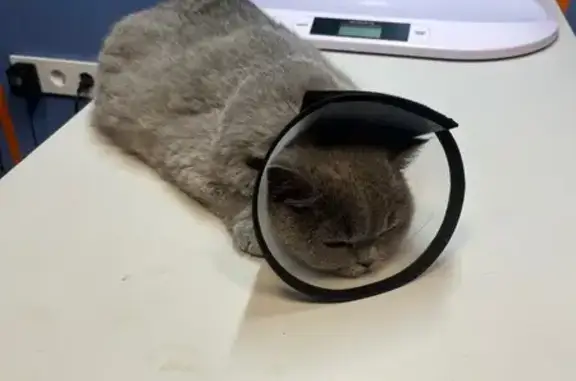 Найдена кошка, Окраинная ул. 9К, СПб