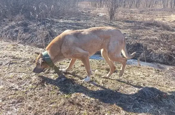 Собака найдена, д. Еремеево, МО