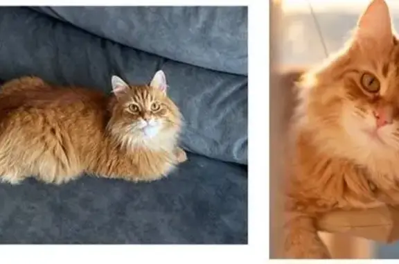 Кошки потеряшки, Севастополь, фото: Потеряшка рыжая кошка, ул. Шевченко, 7