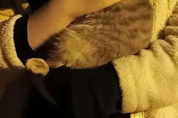 Кошка найдена: ул. Батищева, 22, Тула