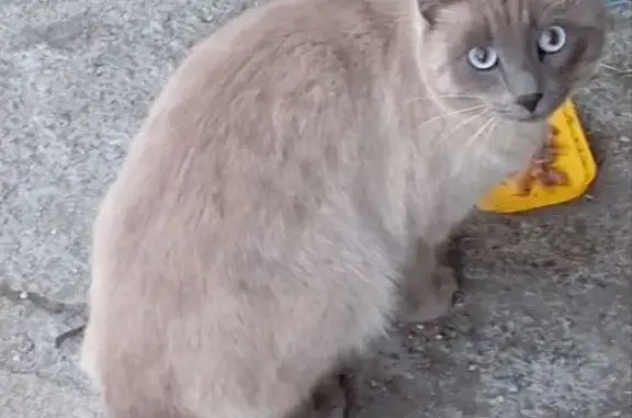 Кошка найдена на Гурзуфской, 5, Екатеринбург