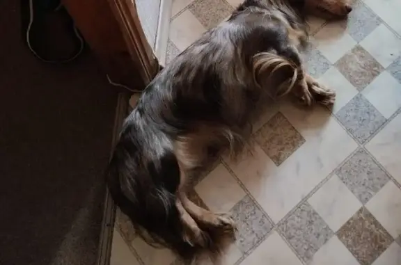 Собаки потеряшки, Москва, фото: Потеряшка собака, Тимирязевская ул., Москва