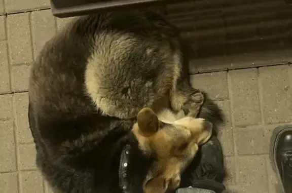 Найдена собака, Нижне-Волжская наб., НН