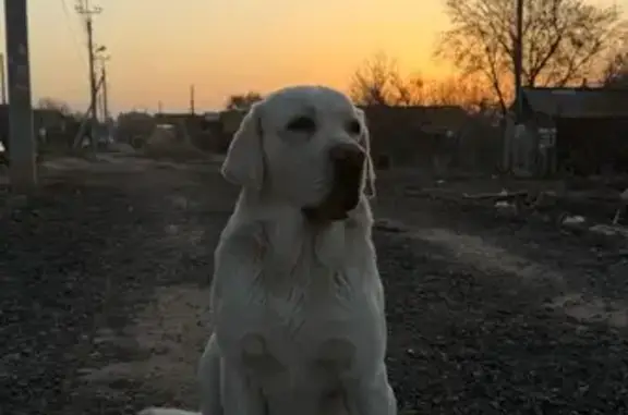 Найденные животные Астрахань, фото: Лабрадор найден: ул. Маршака 23, Астрахань