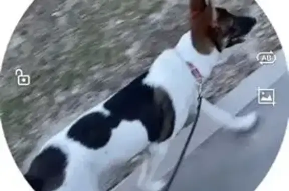 Найдена собака, Москва, фото: Собака найдена: Пролетарский пр-т, 28