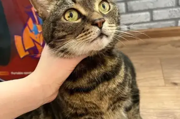Кошка найдена: 3-й Покровский пр., 2