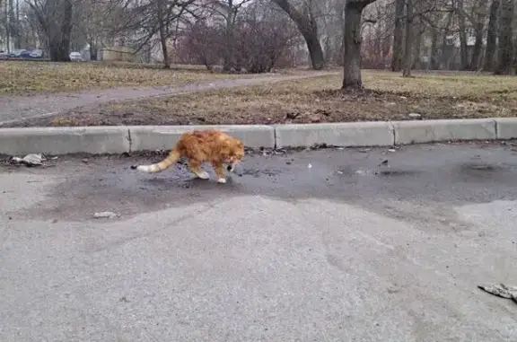Найдена кошка, пр. Гагарина, СПб