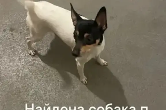 Найдена собака, Парковая ул. 1А, Щедрино