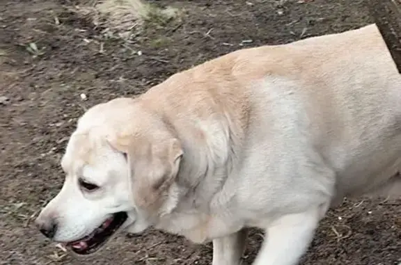 Найдена собака, Москва, фото: Лабрадор найден на Волгоградском пр., 69