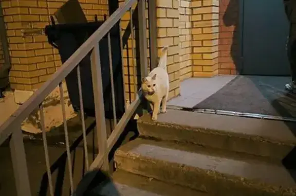 Найдена кошка, Седова 14А, Тула