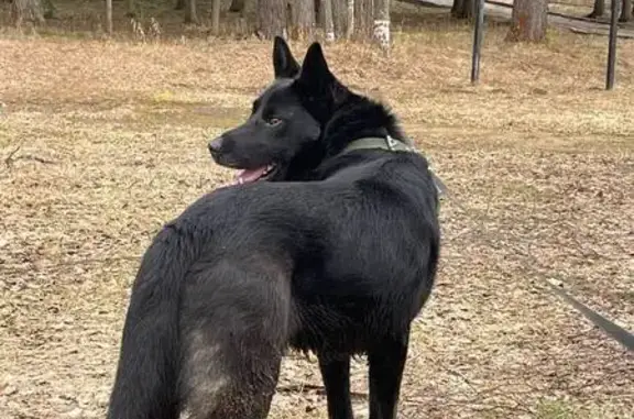 Собака найдена: Боровиковское с/п, 34Н-2