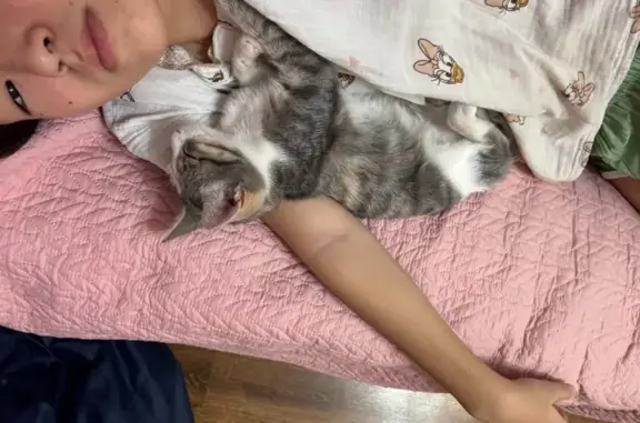 Потерянные животные Астана, фото: Пропала кошка, ул. Тулкибас, 39, Астана