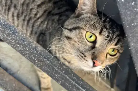 Кот найден: Красноармейская 118А, Йошкар-Ола