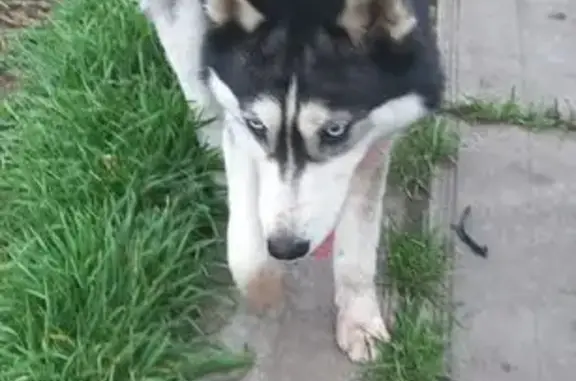 Найденные животные Ставрополь, фото: Собака найдена на ул. Достоевского, 10А