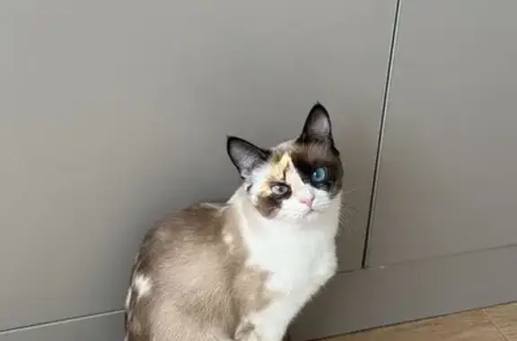 Объявления о пропавших и найденных животных, Чебоксары, фото: Пропала кошка, ул. Гагарина 53 к1, Чебоксары