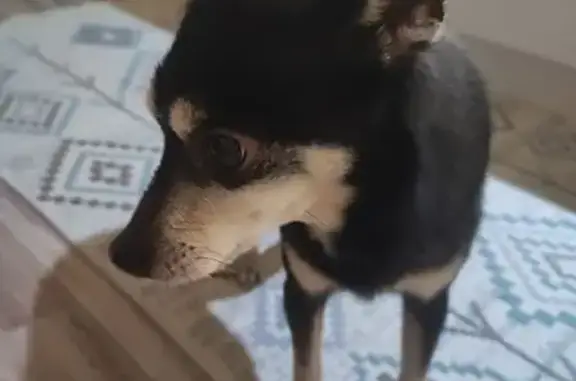 Найдена собака, Краснодар, фото: Собака найдена: ул. Посадского, Краснодар