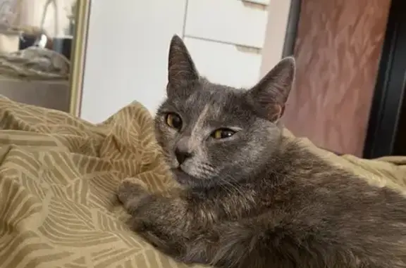 Найдена кошка, Речной пр., Кострома