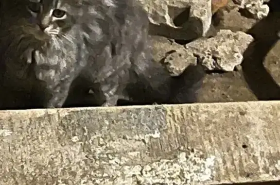 Найдена кошка, Мончегорск, фото: Серый кот найден, Комсомольская 36А