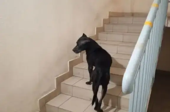 Собака найдена: Метальникова, 5к1, Крдр