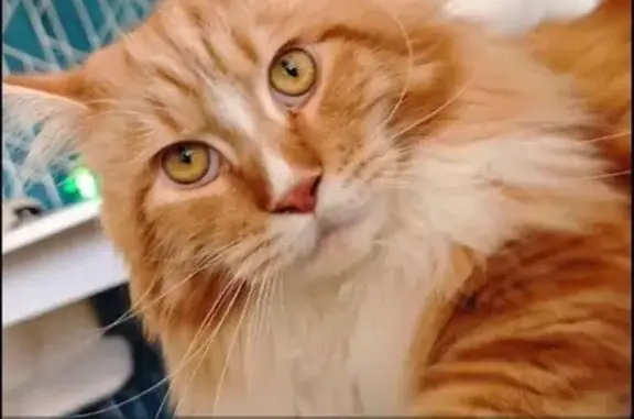 Объявления о пропавших и найденных животных, Нижний Тагил, фото: Пропала кошка, ул. Ильича 39, Н. Тагил