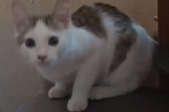 Потерянные животные Шадринск, фото: Пропала кошка, Советская 13, Шадринск