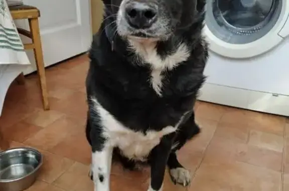 Найдена собака, Москва, фото: Собака найдена: ул. Красный Казанец, 3 к4