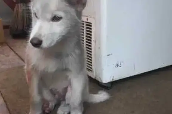 Найдена собака, Ушаковское, фото: Щенок найден на 26 км Байкальского тракта