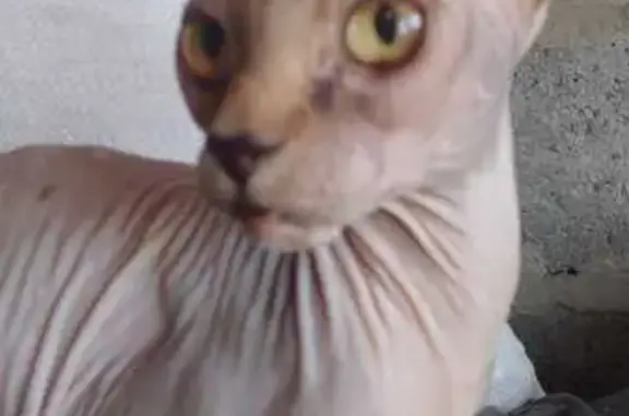 Найдена кошка, Карасук, фото: Найдена кошка на Коммунистической, 50