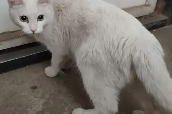 Найдена кошка, Екатеринбург, фото: Найдена кошка, Мартовская ул. 9, Екатеринбург