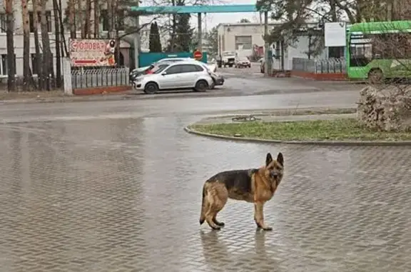 Овчарка найдена: ул. 3-я Агрегатная, 25А