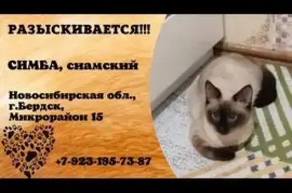 Пропал котик, Боровая ул. 15, Бердск