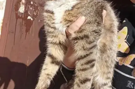 Найдена кошка, Киреевск, фото: Найдена кошка, ул. Ленина, 33, Киреевск