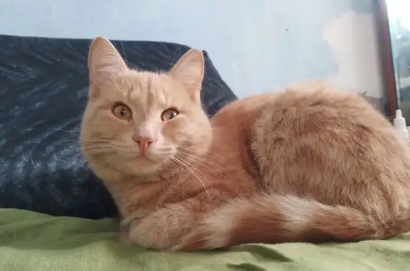 Кошки потеряшки, , фото: Потеряшка кошка, 2-й Целинный пер., 4