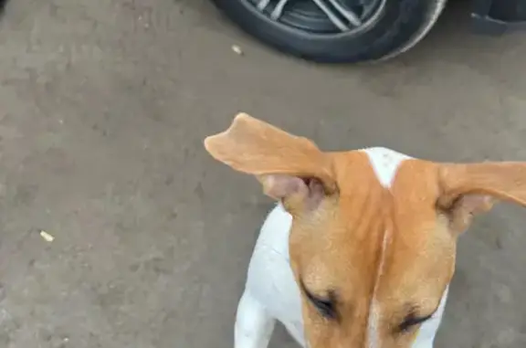 Собака найдена: 2-я линия, 17, Ярославль