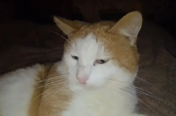 Объявления о пропавших и найденных животных, Великие Луки, фото: Пропала рыжая кошка, ул. Дружбы, 7 к2