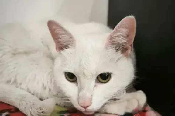 Найдена кошка у подъезда Седова, 14А, Тула