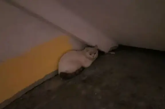 Кошка найдена: Боровая ул, 8, Чита