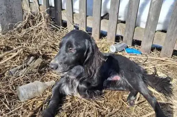 Найдена собака, Кызыл-озек, фото: Собака найдена: ул. Заречная, 26Б, Кызыл-Озёк