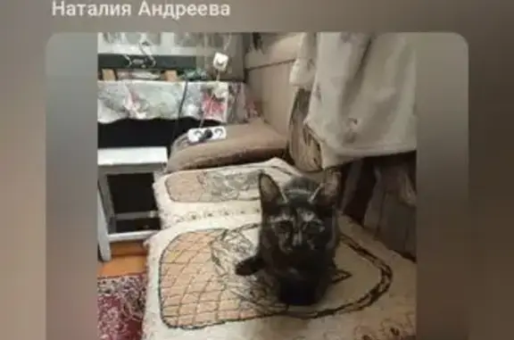Пропала кошка, Холмский пер., 6, Торопец