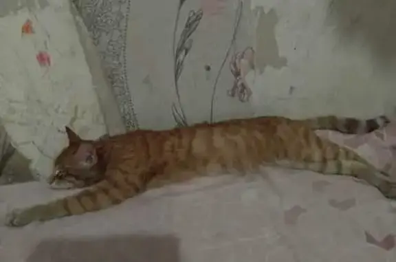 Найдена кошка, Красноярск, фото: Рыжий кот найден, Парашютная 9А, Крск